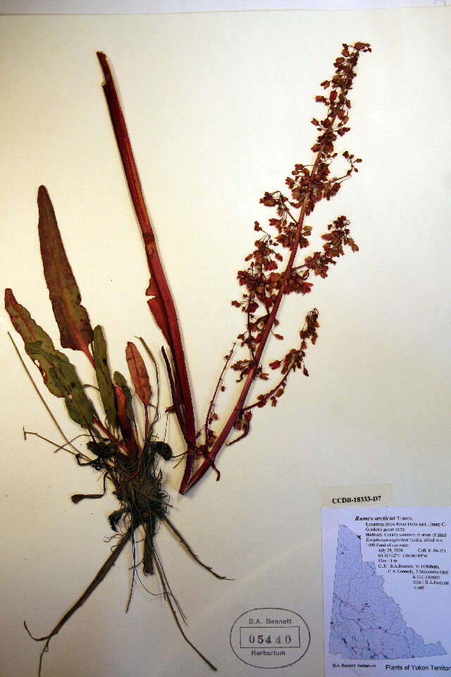 Rumex arcticus Trautv.的圖片