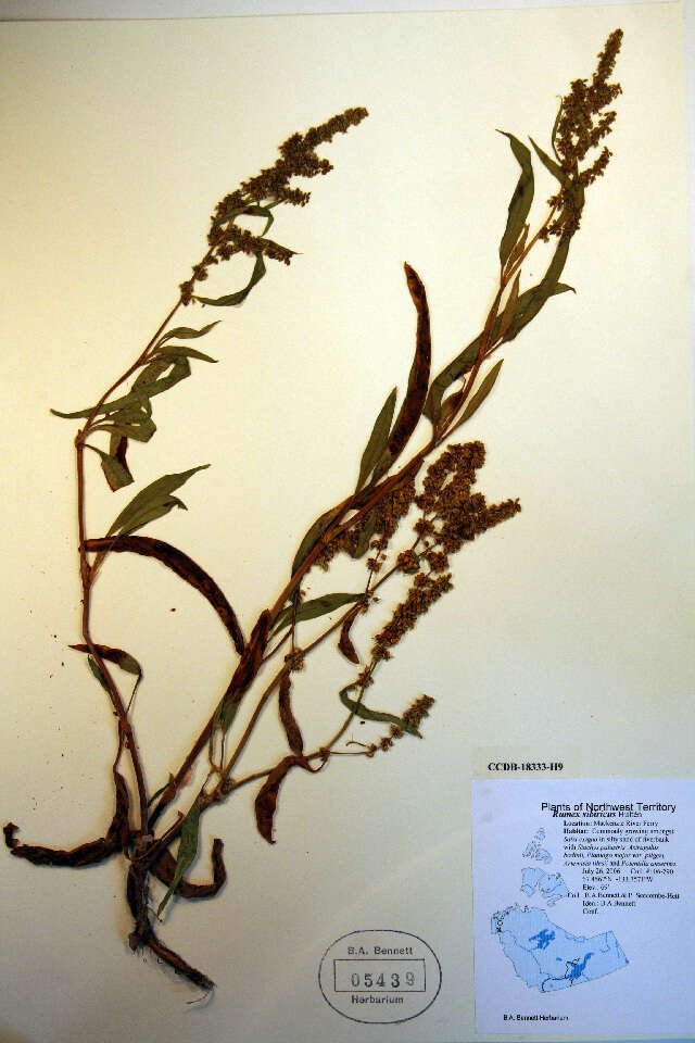 Plancia ëd Rumex sibiricus Hulten