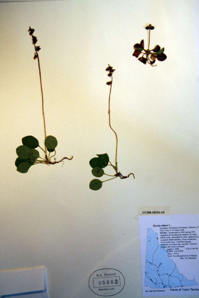 Image of common wintergreen