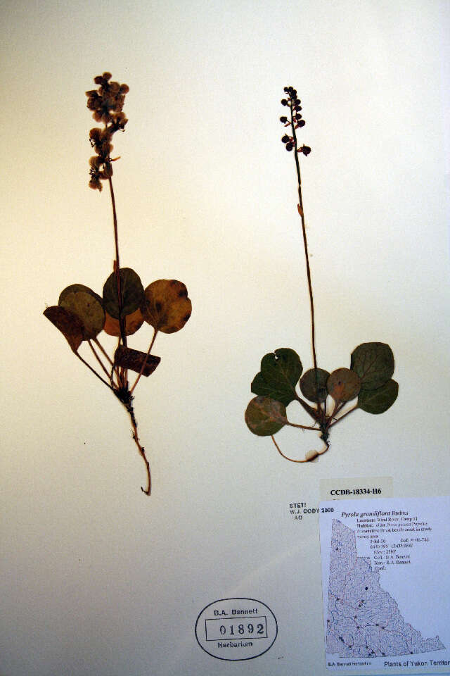 Image of largeflowered wintergreen