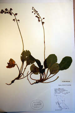 Image of liverleaf wintergreen