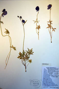 Image of <i>Aconitum delphiniifolium</i>