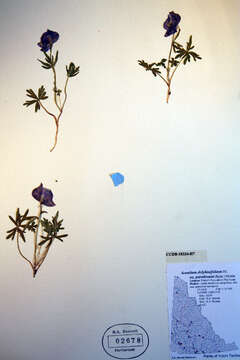 Image of <i>Aconitum delphiniifolium</i>