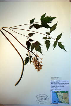 Image of baneberry