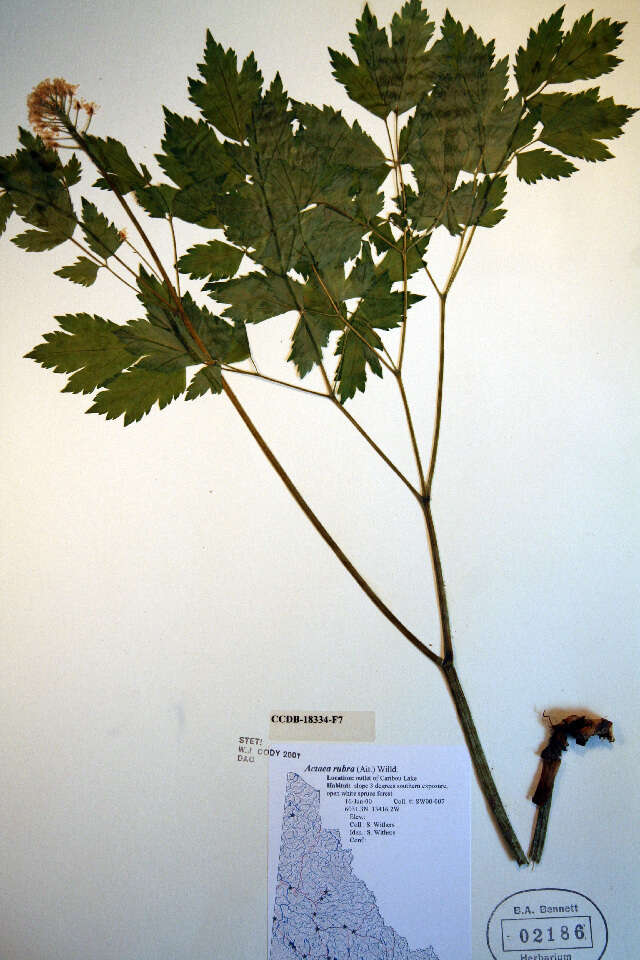 Image of baneberry