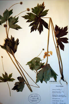 Image of Canadian anemone