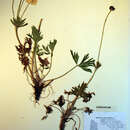 Image of Narcissus-Flower Thimbleweed