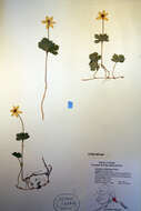 Image of Yellow Thimbleweed