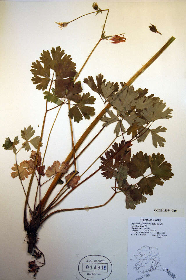 Imagem de Aquilegia formosa Fisch.