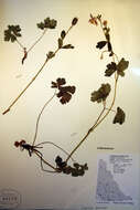 Imagem de Aquilegia brevistyla Hook.