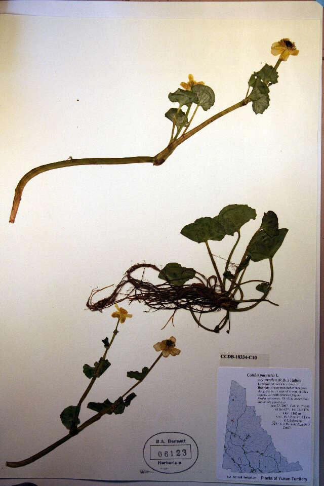 Image of Marsh-marigold