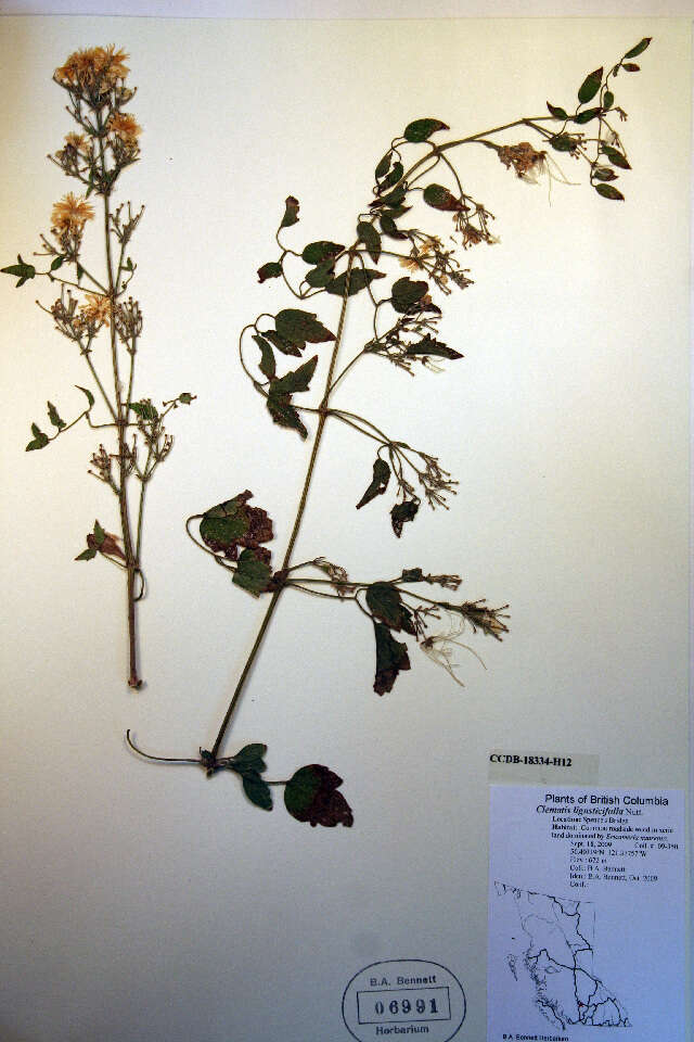Image of western white clematis