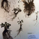 Image of <i>Ranunculus gelidus</i>