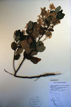 Image of snowbrush ceanothus