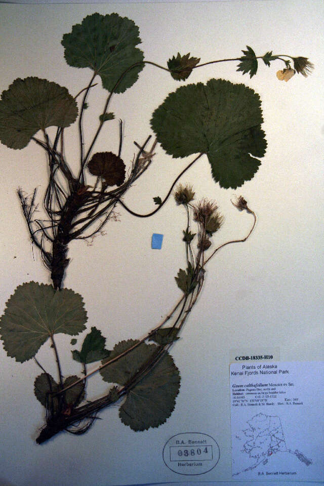 Image of Caltha-Leaf Avens