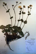 Image of Caltha-Leaf Avens