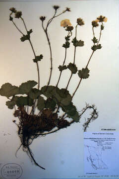 Image of Caltha-Leaf Avens