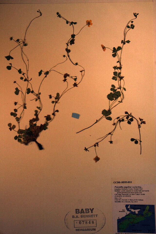 Image of English cinquefoil