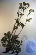 Image of Potentilla arguta