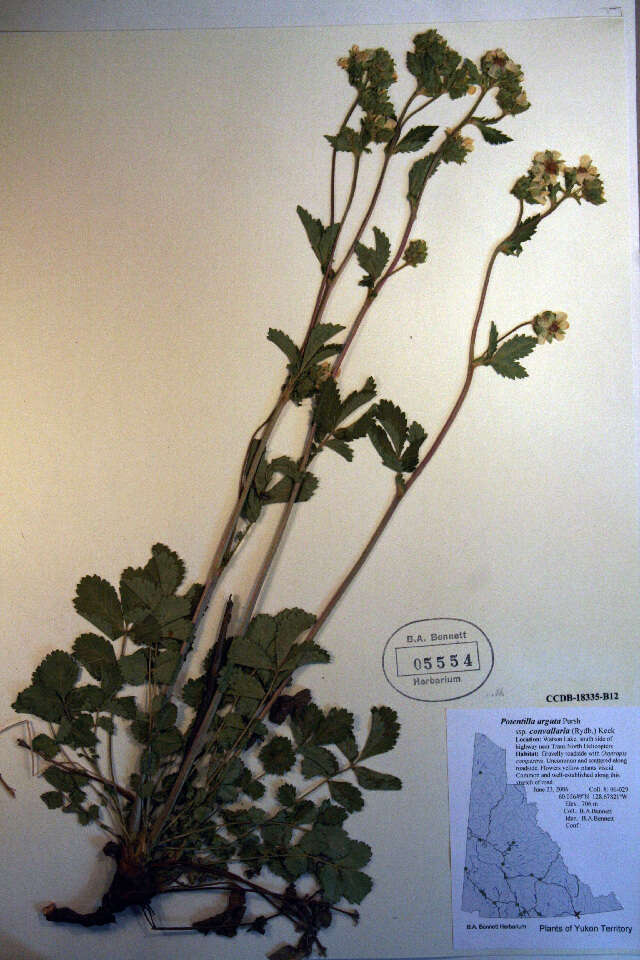 Image of Potentilla arguta