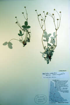 Image of Potentilla nivea var. elongata Wolf