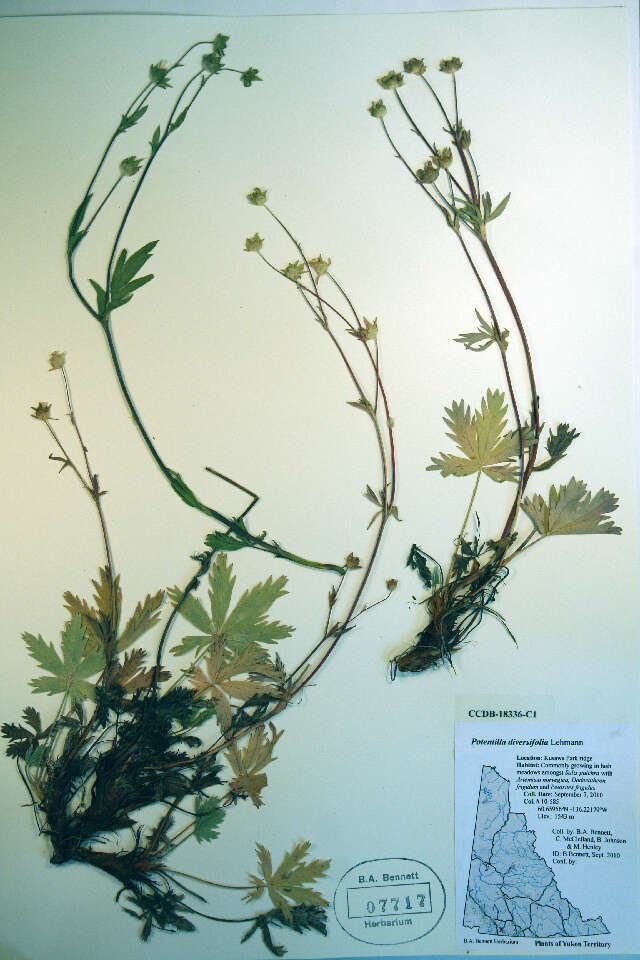 Image of Mountain-Meadow Cinquefoil