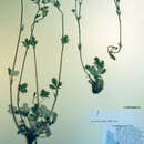 Image of forked cinquefoil