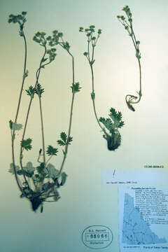 Image de Potentilla furcata A. E. Porsild