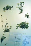 Image of Potentilla hyparctica Malte