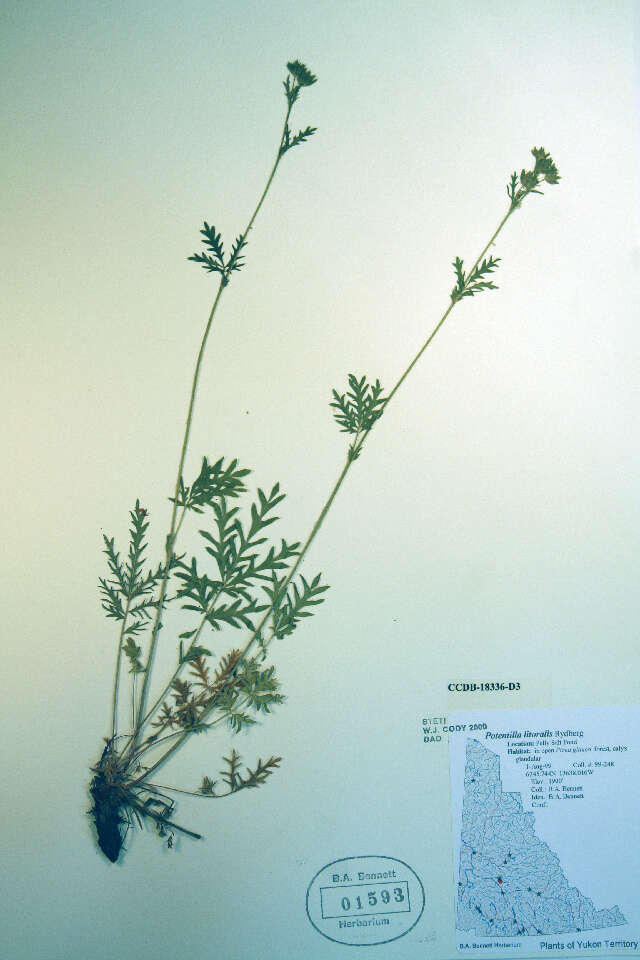 Image de Potentilla pensylvanica var. litoralis (Rydb.) Boivin