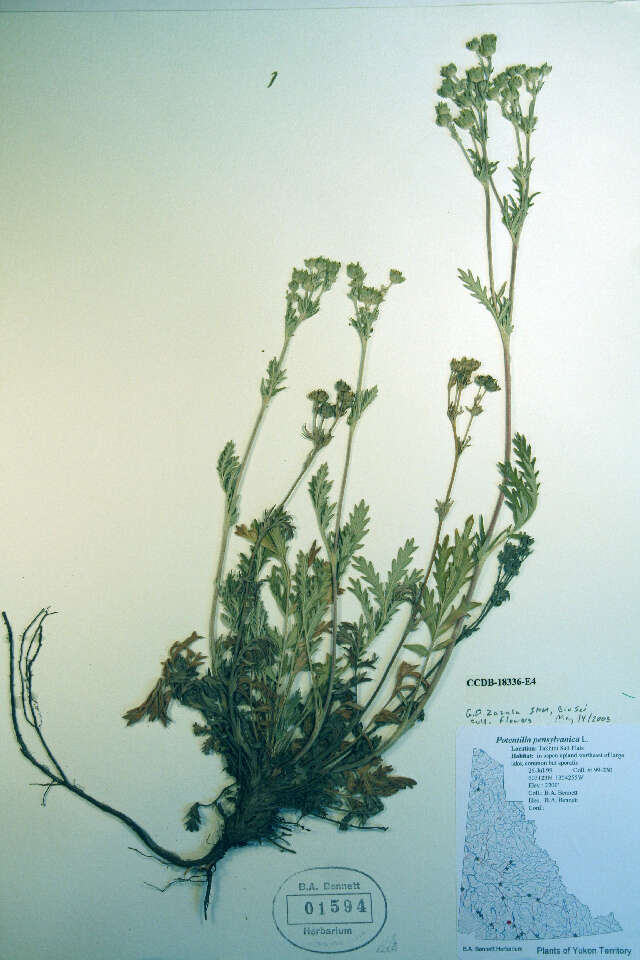 Image de Potentilla pensylvanica L.