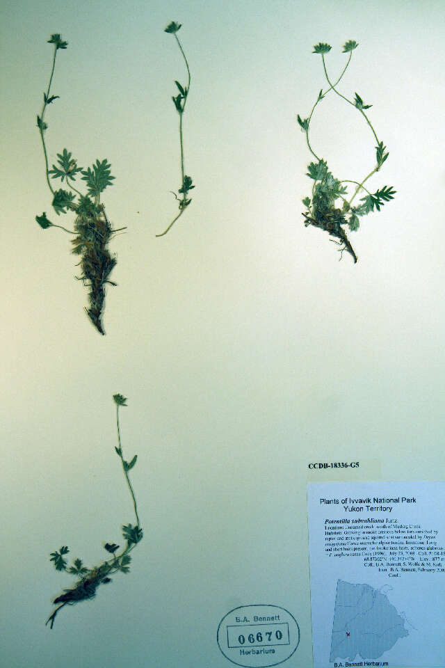 Слика од Potentilla villosula B. A. Jurtzev