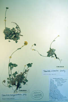 Image of Potentilla villosula B. A. Jurtzev