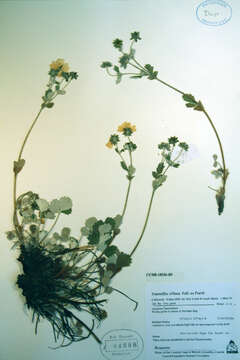 Image of villous cinquefoil