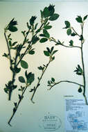 Image of chokecherry