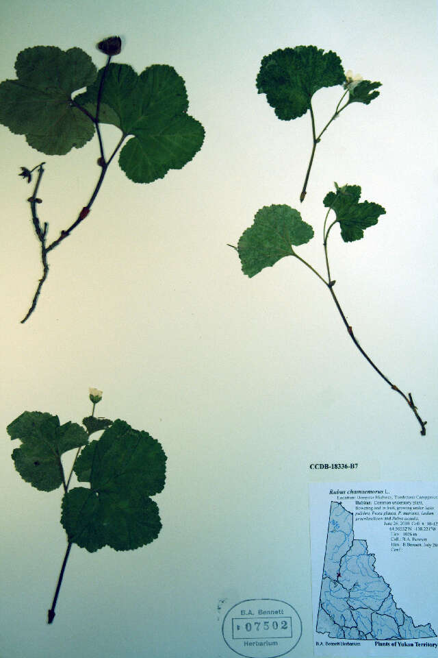 Rubus chamaemorus L. resmi