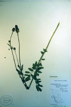 Imagem de Poterium sanguisorba L.