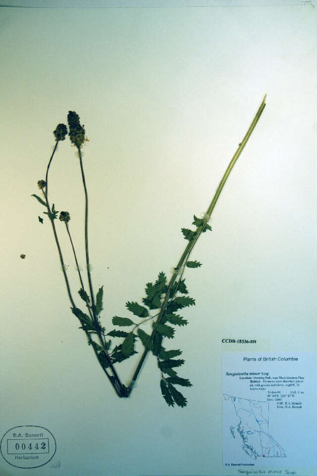 Imagem de Poterium sanguisorba L.