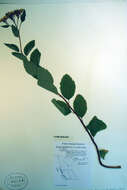 Image of white spirea