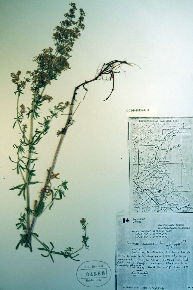 Image of White bedstraw