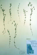 Image of Bog bedstraw