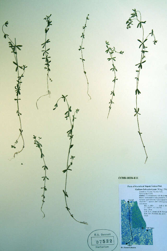 Image of Bog bedstraw