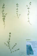 Image of Bog bedstraw