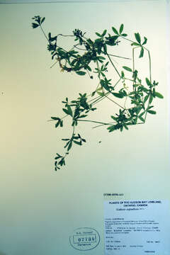 Image of Rough bedstraw