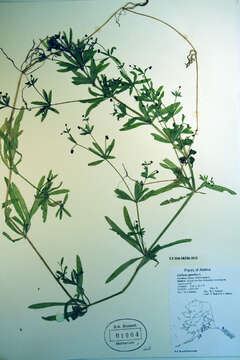 Image of Goosegrass