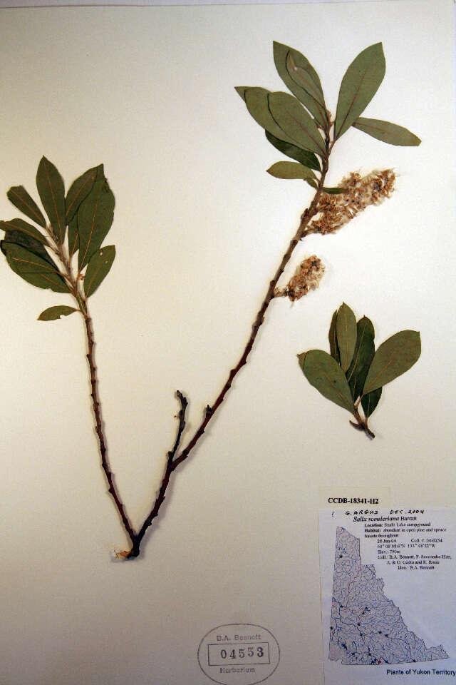 Image of Scouler's willow