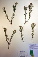 Image of Bastard-Toadflax