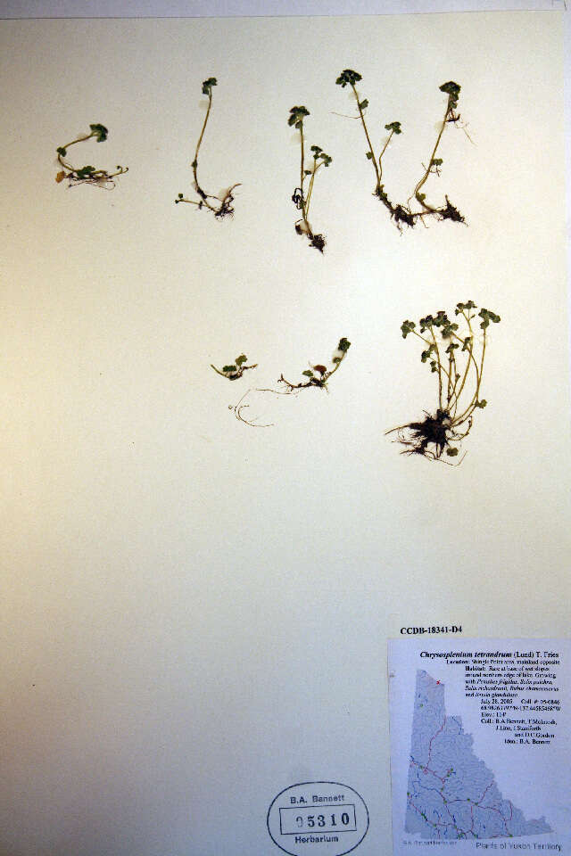 Plancia ëd Chrysosplenium tetrandrum (N. Lund) Th. Fries