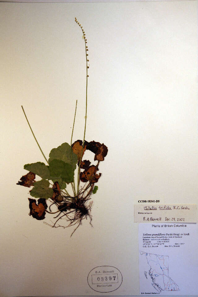 Image of threeparted miterwort