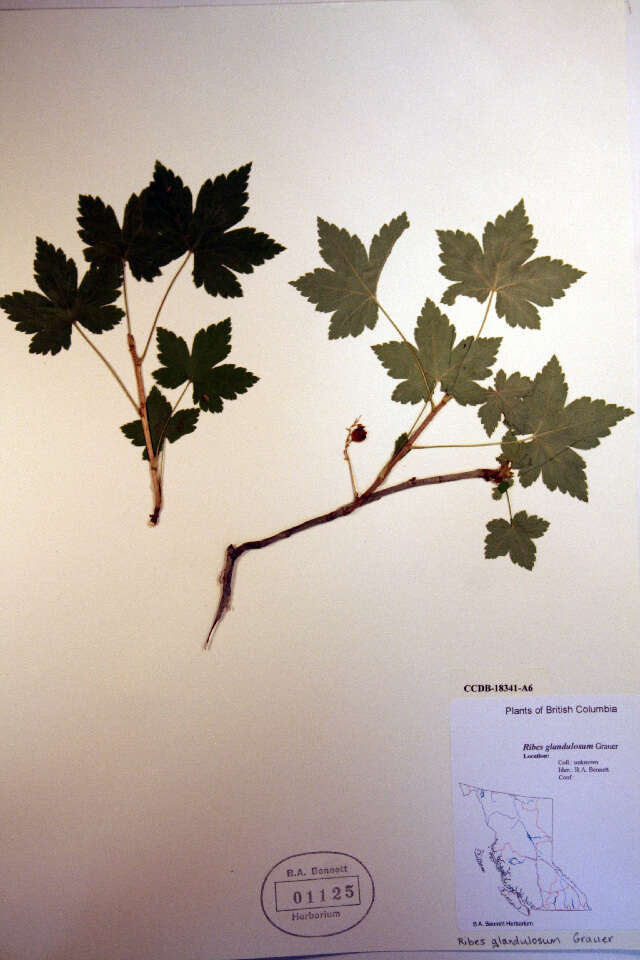 Ribes glandulosum Grauer resmi